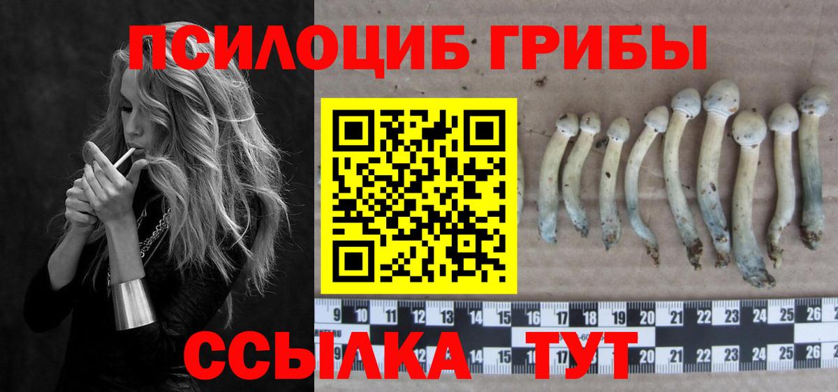 Псилоцибиновые грибы Psilocybe Мариинск